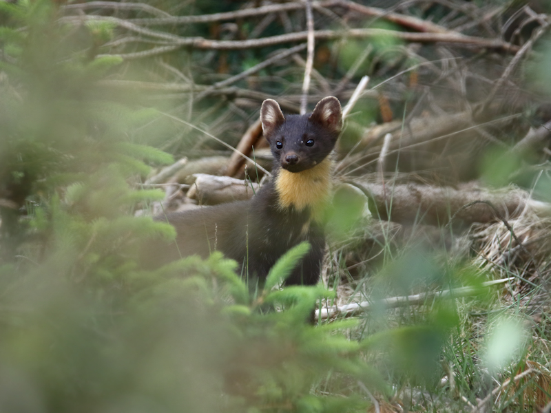 Zoogdieren